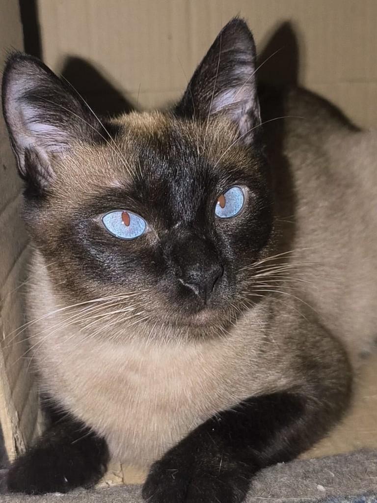 Lua, gata de porte médio para adoção em São Paulo - SP