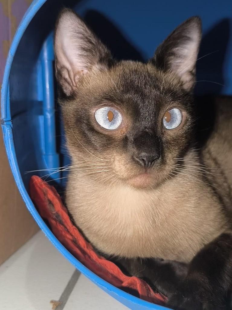 Sol, gata de porte pequeno para adoção em São Paulo - SP