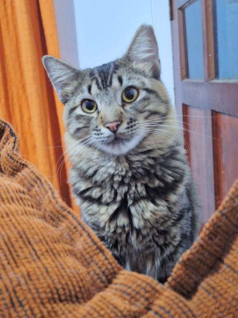 Aladim, gato de porte médio para adoção em Guarulhos - SP