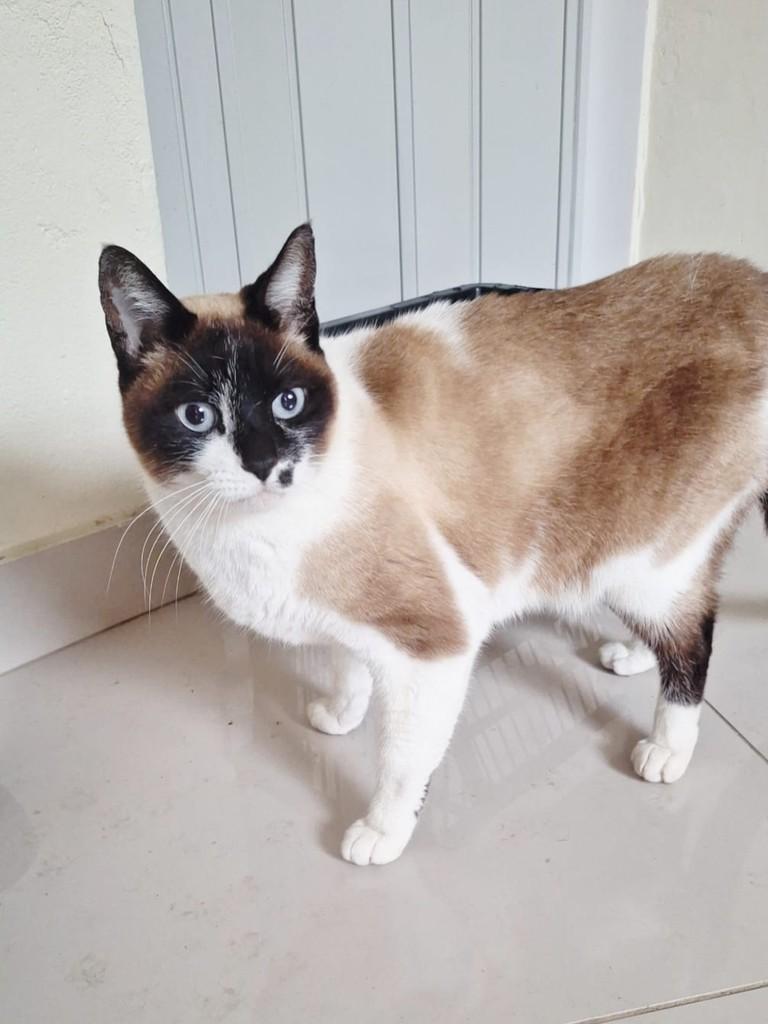 Tempestade, gata de porte pequeno para adoção em Guarulhos - SP