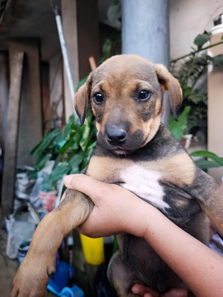 Atlas, cachorro de porte médio para adoção em São Paulo - SP