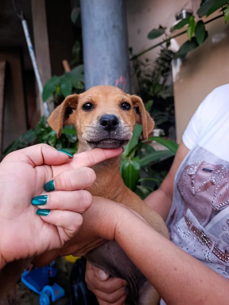 Adriel, cachorro de porte pequeno para adoção em São Paulo - SP