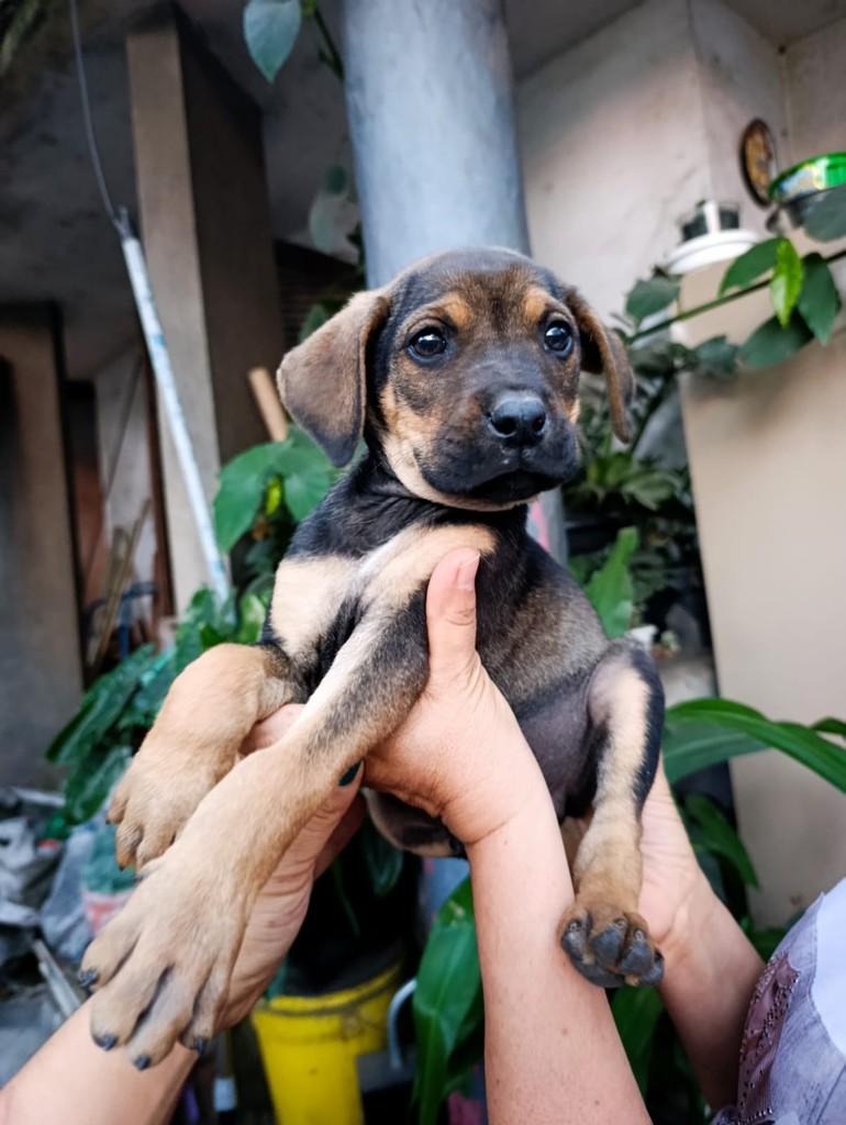 Asher, cachorro de porte médio para adoção em São Paulo - SP