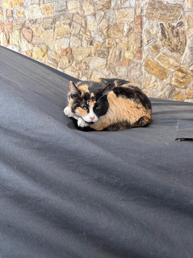 Juma, gata de porte médio para adoção em São Paulo - SP