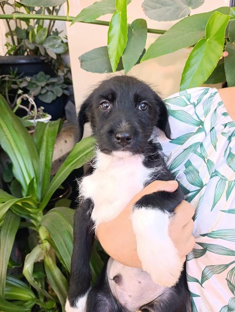 Sonho, cachorro de porte pequeno para adoção em São Paulo - SP