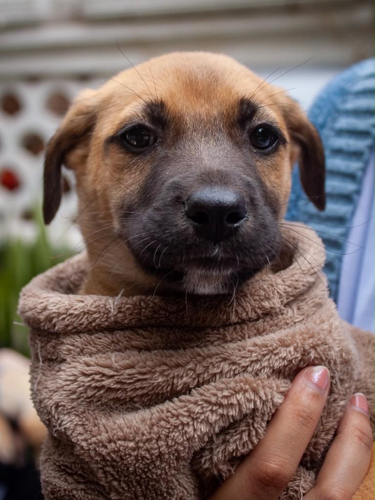 Pacato, cachorro de porte pequeno para adoção em São Paulo - SP