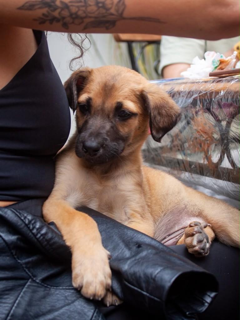 Rei Randor, cachorro de porte médio para adoção em São Paulo - SP