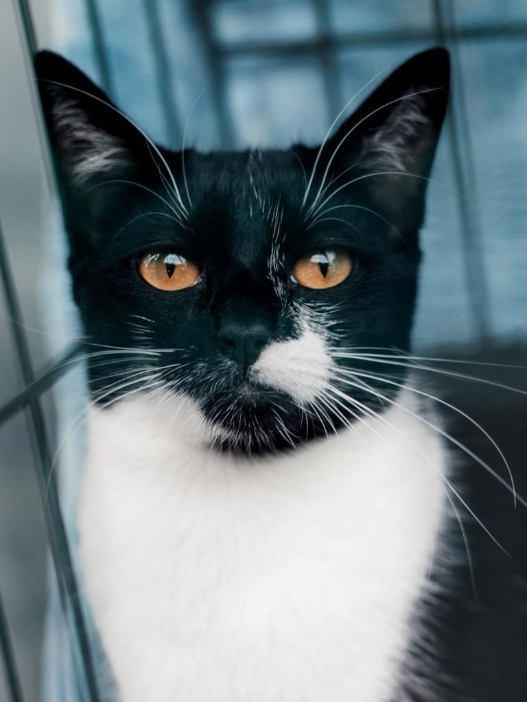 Lorena, gata de porte médio para adoção em São Paulo - SP