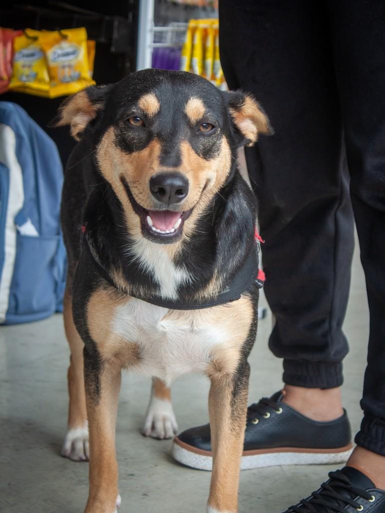 Ísis, cadela de porte médio para adoção em São Paulo - SP