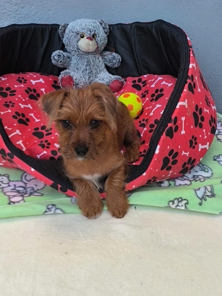 Totó, cachorro de porte pequeno para adoção em São Paulo - SP