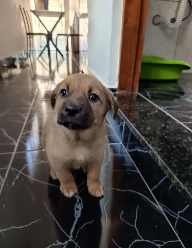 Genius, cachorro de porte médio para adoção em São Paulo - SP