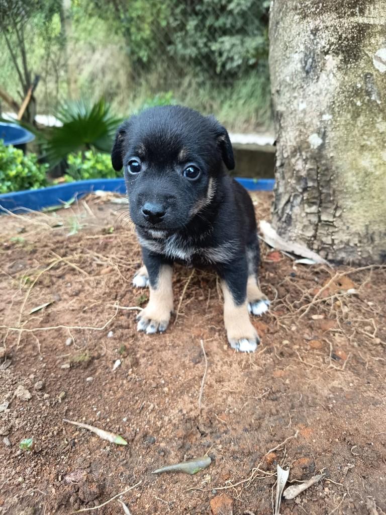 Katy Perry, cachorro de porte médio para adoção em São Paulo - SP