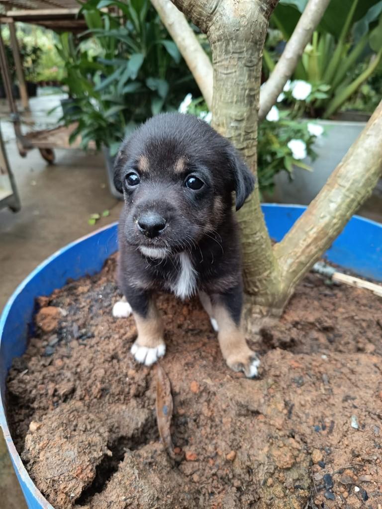 Shawn Mendes, cachorro de porte médio para adoção em São Paulo - SP