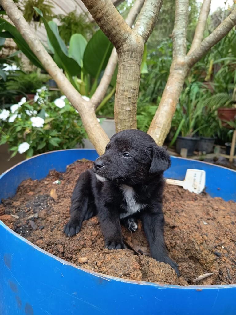 Justin Bieber, cachorro de porte pequeno para adoção em São Paulo - SP