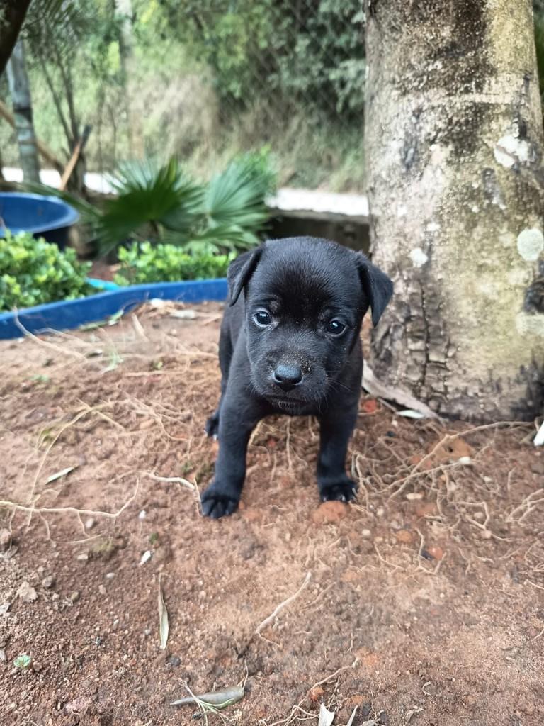 Camila Cabello, cachorro de porte pequeno para adoção em São Paulo - SP