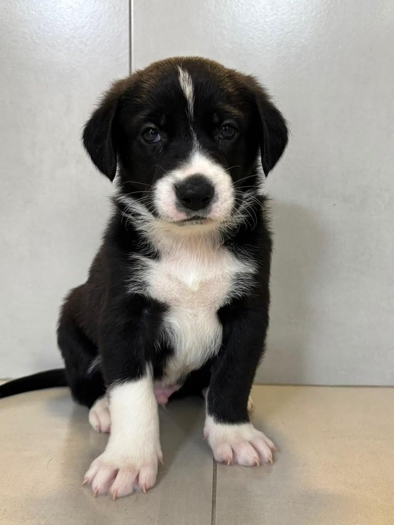 Adônis, cachorro de porte pequeno para adoção em São Paulo - SP