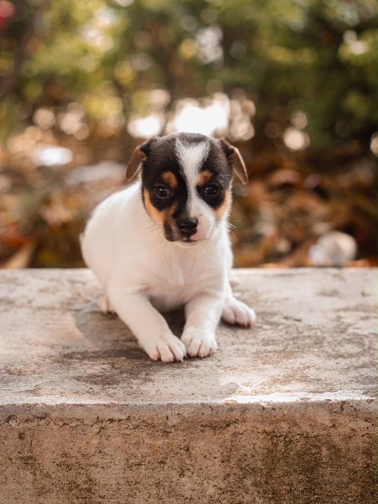 Demi Lovato, cachorro de porte médio para adoção em São Paulo - SP