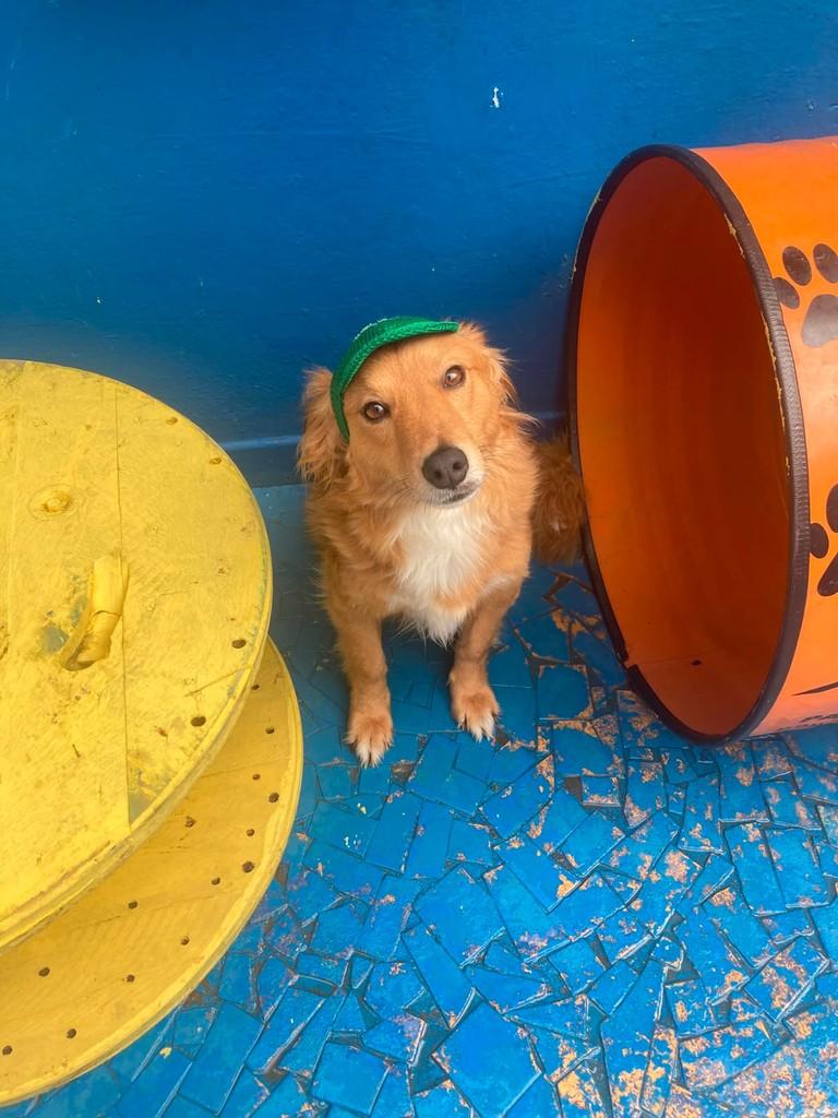 Chaveirinho, cachorro de porte médio para adoção em São Paulo - SP