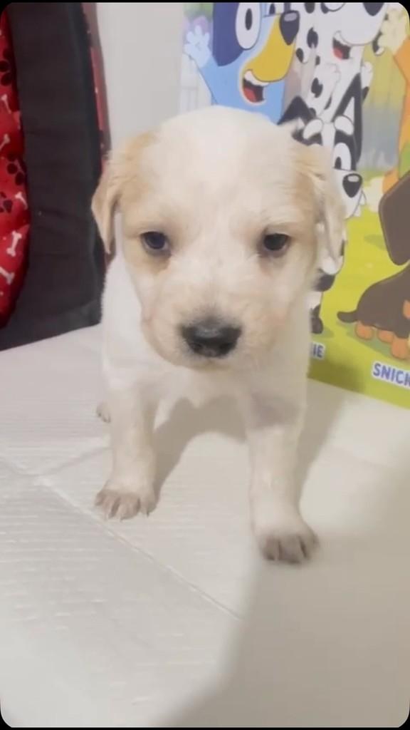 Rusty, cachorro de porte médio para adoção em São Paulo - SP