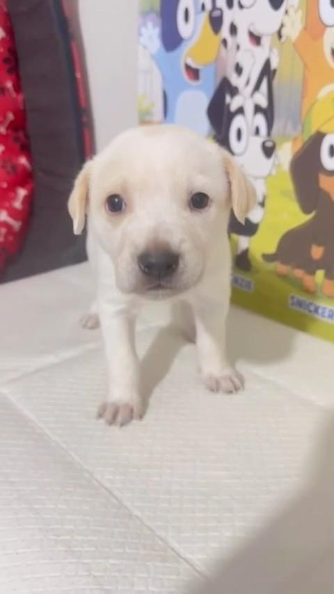 Mackenzie, cachorro de porte médio para adoção em São Paulo - SP