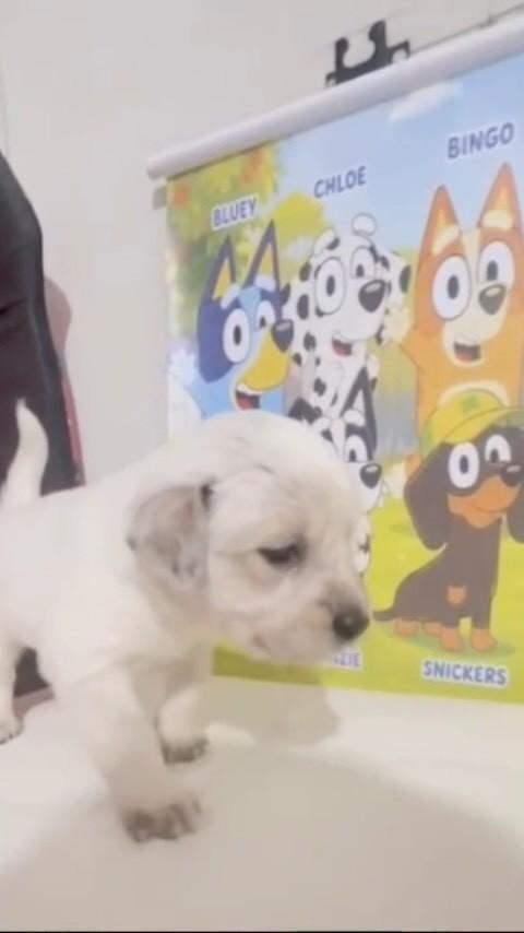 Snickers, cachorro de porte médio para adoção em São Paulo - SP