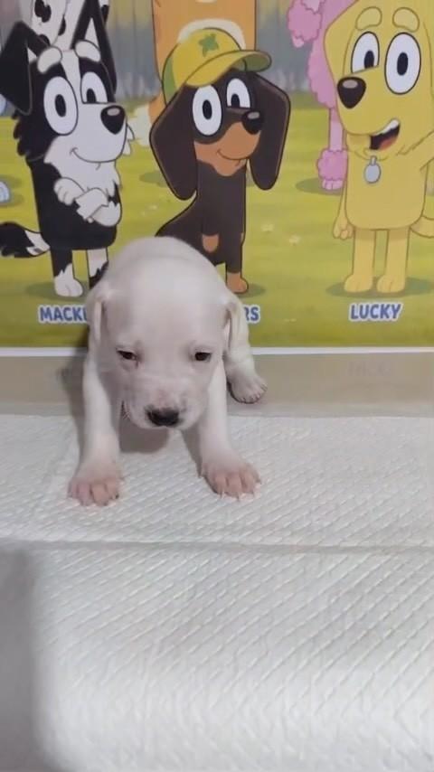 Bluey, cadela de porte médio para adoção em São Paulo - SP