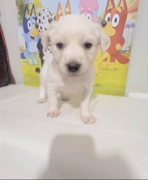 Coco, cadela de porte médio para adoção em São Paulo - SP