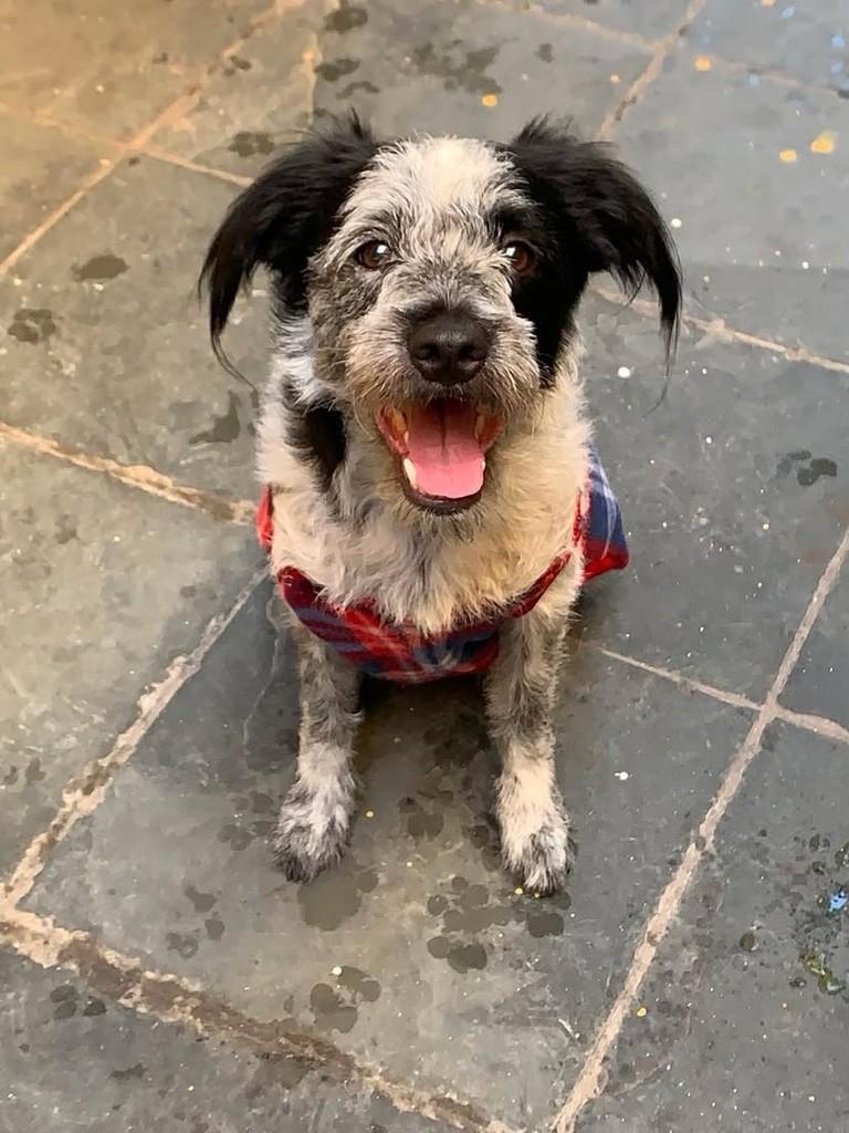 Yuri, cachorro de porte médio para adoção em Barueri - SP