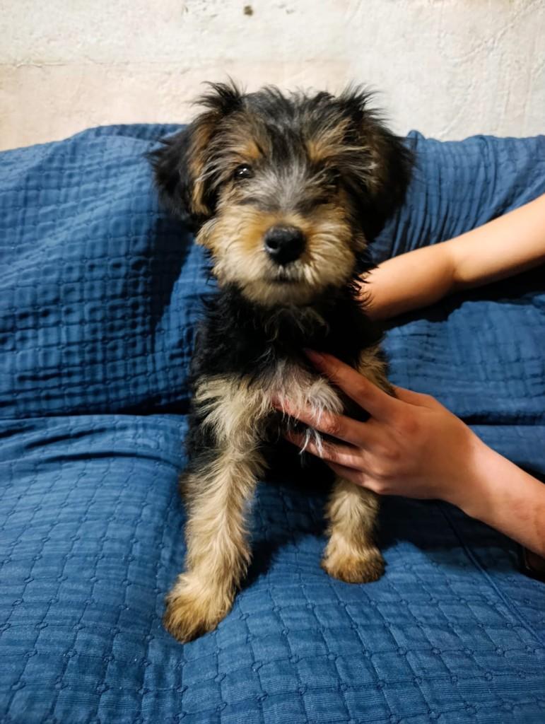 Titã, cachorro de porte médio para adoção em São Paulo - SP