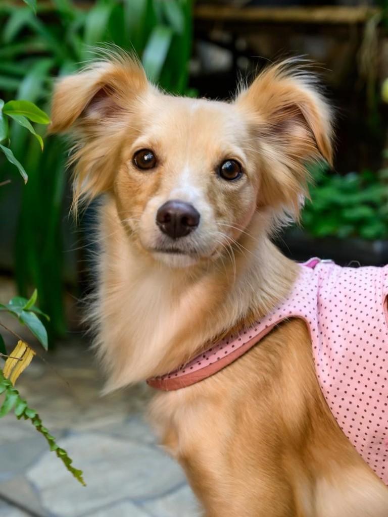 Mila, cadela de porte médio para adoção em São Paulo - SP