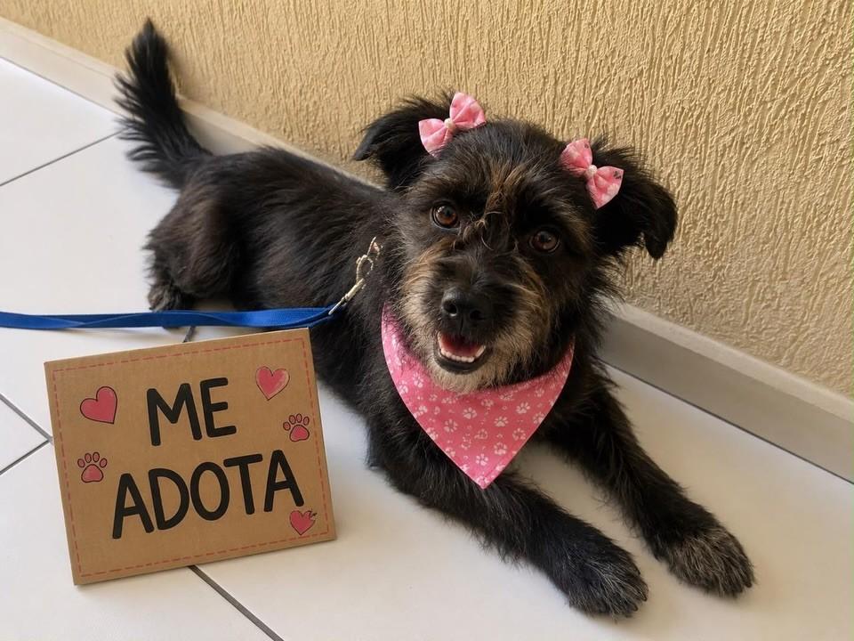 Miyuki, cadela de porte pequeno para adoção em São Paulo - SP