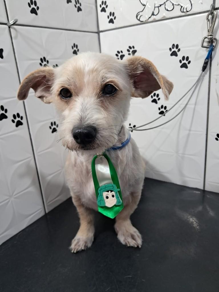 Ibra, cachorro de porte pequeno para adoção em São Paulo - SP
