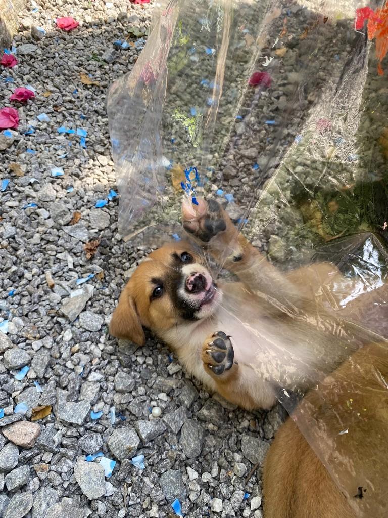 Gabi, cadela de porte médio para adoção em São Paulo - SP — foto 2 de 5