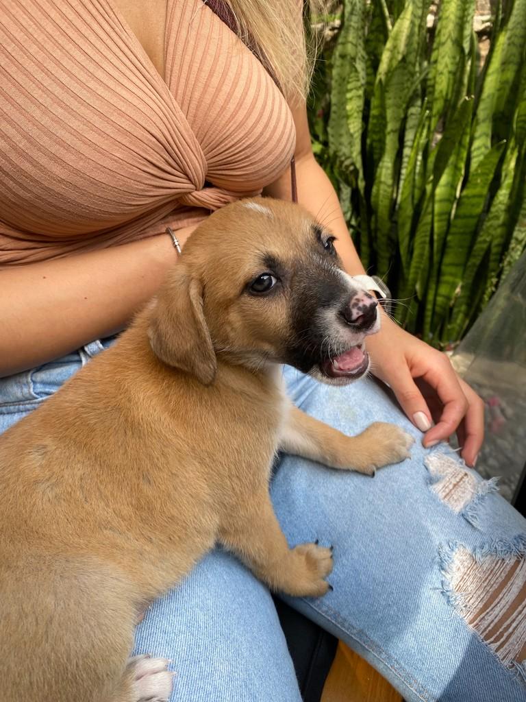 Gabi, cadela de porte médio para adoção em São Paulo - SP — foto 3 de 5