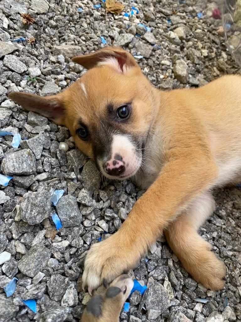 Gabi, cadela de porte médio para adoção em São Paulo - SP — foto 5 de 5