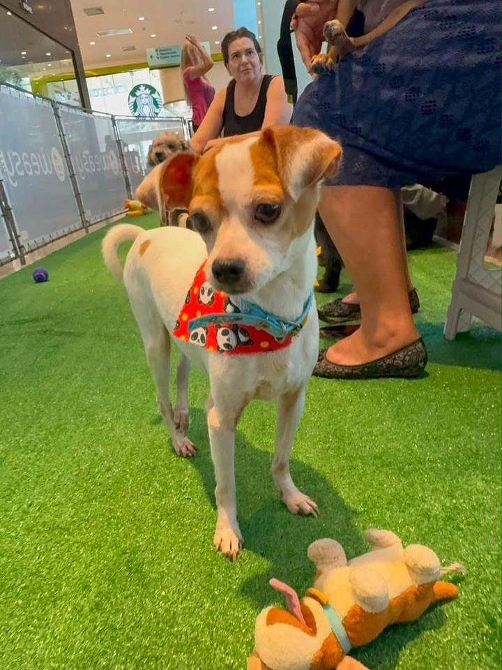 Fox, cachorro de porte pequeno para adoção em São Paulo - SP