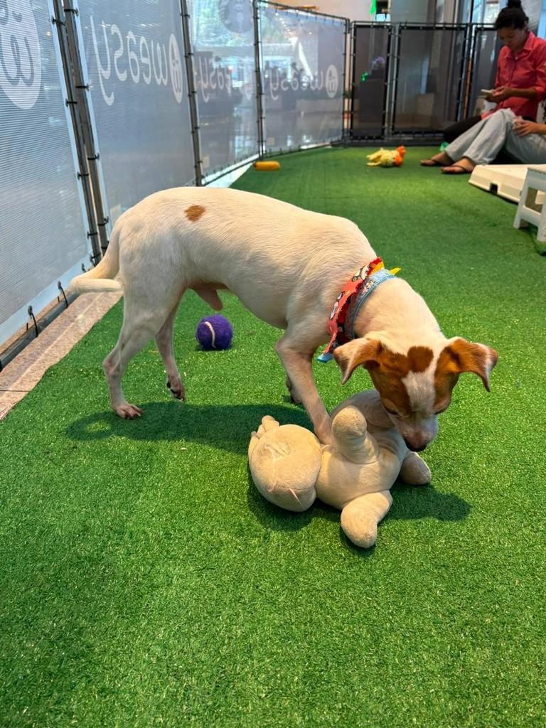 Fox, cachorro de porte pequeno para adoção em São Paulo - SP — foto 2 de 3