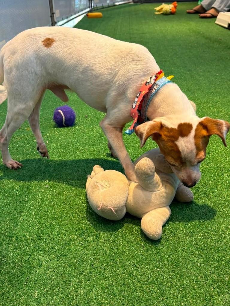 Fox, cachorro de porte pequeno para adoção em São Paulo - SP — foto 3 de 3