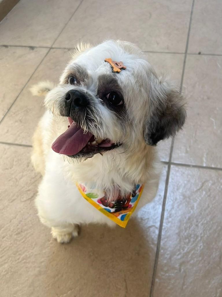 Flow, cachorro de porte pequeno para adoção em São Paulo - SP