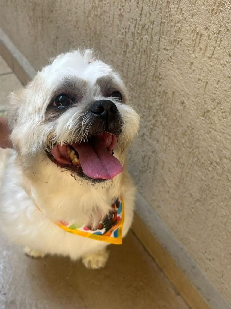 Flow, cachorro de porte pequeno para adoção em São Paulo - SP — foto 2 de 3