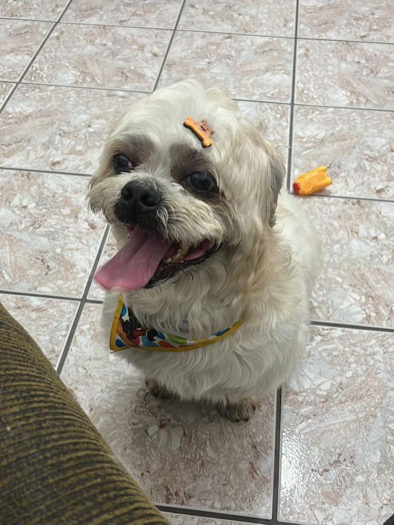 Flow, cachorro de porte pequeno para adoção em São Paulo - SP — foto 3 de 3