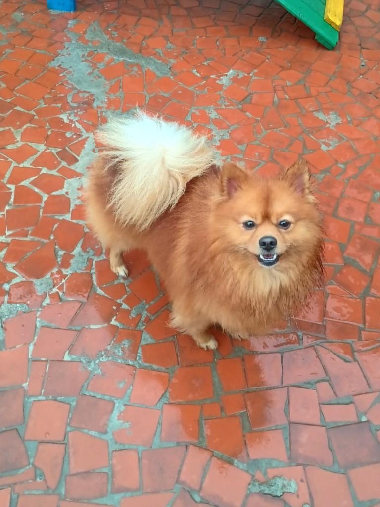 Sushi, cachorro de porte pequeno para adoção em São Paulo - SP