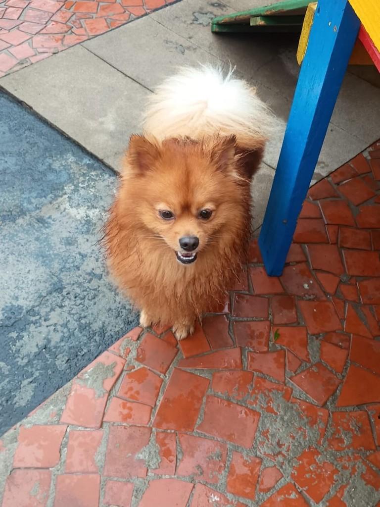 Sushi, cachorro de porte pequeno para adoção em São Paulo - SP — foto 2 de 3