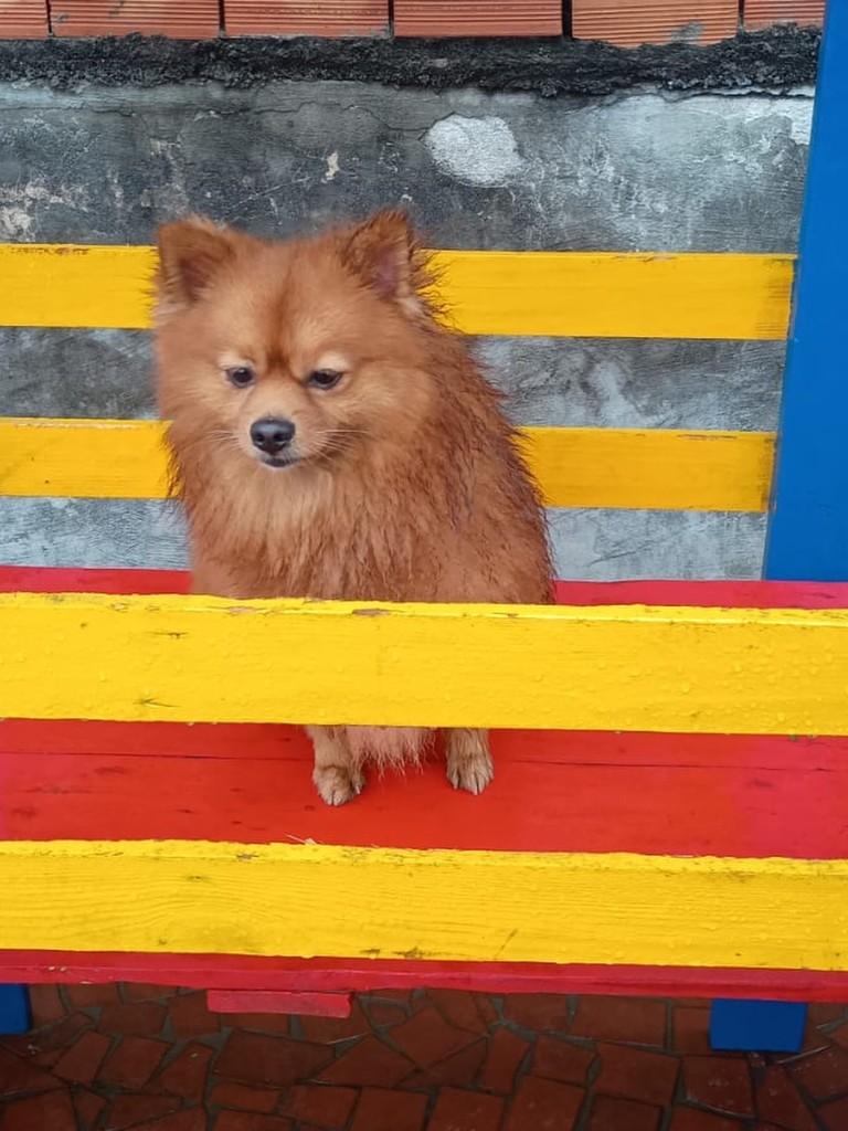 Sushi, cachorro de porte pequeno para adoção em São Paulo - SP — foto 3 de 3