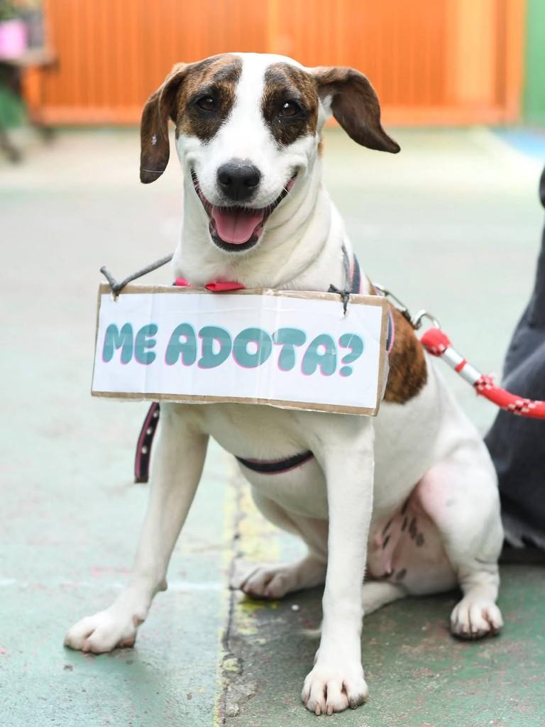 Drica, cadela de porte médio para adoção em São Paulo - SP