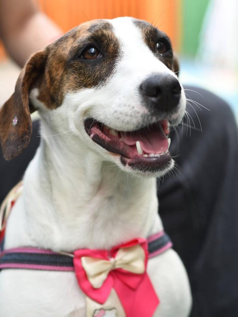 Drica, cadela de porte médio para adoção em São Paulo - SP — foto 5 de 10