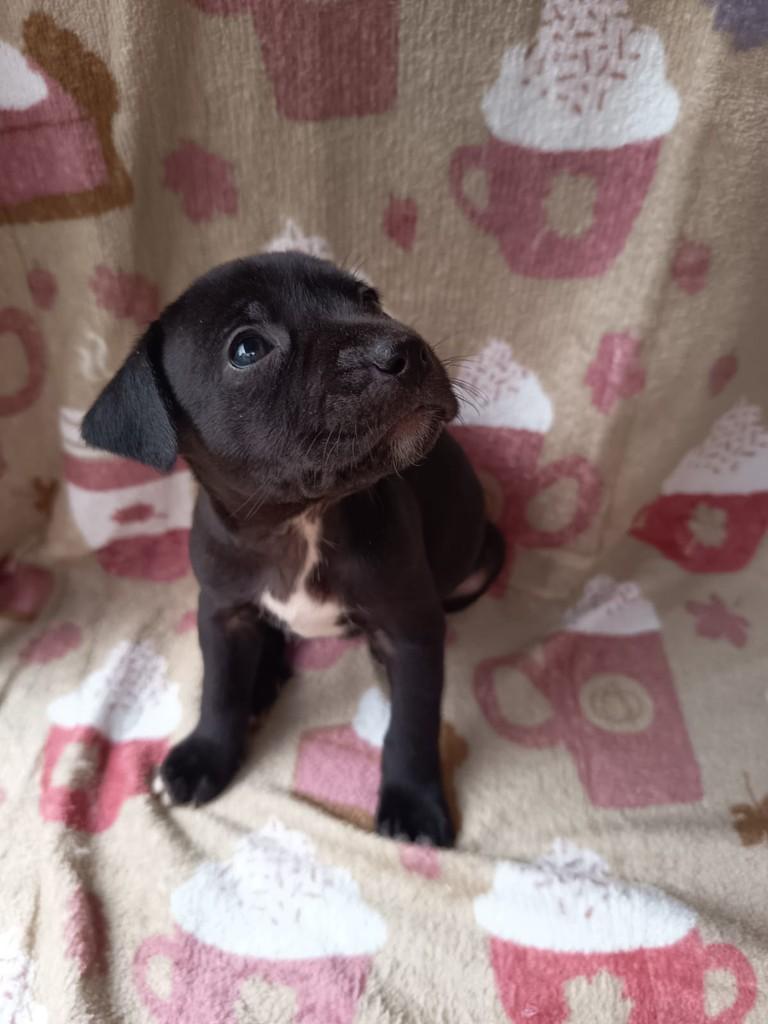Fini, cadela de porte médio para adoção em São Paulo - SP