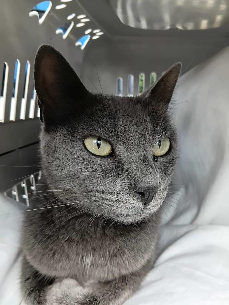 Sarah, gata de porte médio para adoção em São Paulo - SP