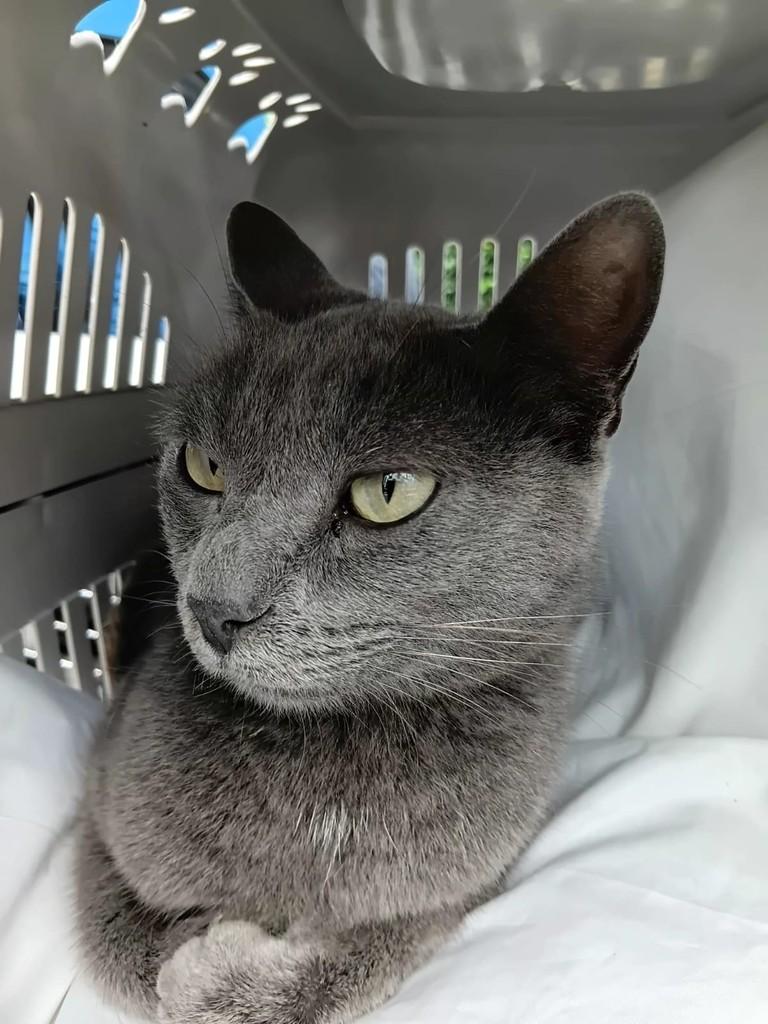 Sarah, gata de porte médio para adoção em São Paulo - SP — foto 2 de 2