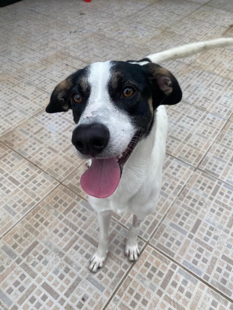 Daniel, cachorro de porte médio para adoção em São Paulo - SP